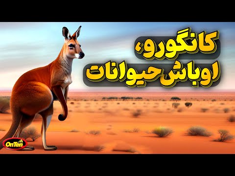 کانگورو قهرمان کیک بوکسینگ کشتی و بدنسازی