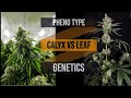 How to hand trim faster and why phenos  genetics matter  growing tips