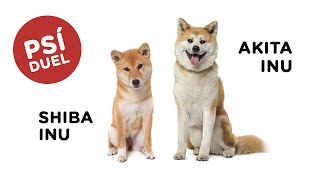 Psí duel  Shiba Inu vs Akita Inu  Tlapka TV