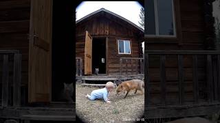 Cat Saving Baby From Wild Animal Real Hero Cat