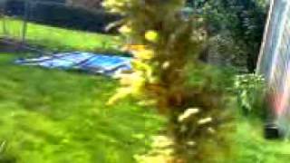 outdoor harvest last march..reruns