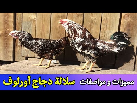 فيديو: البائع: واجبات ومميزات العمل