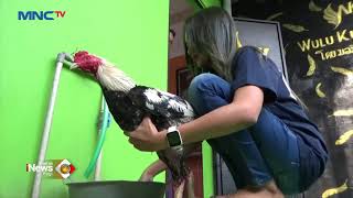 Wanita Cantik Asal Yogyakarta Budidaya Ayam Jago Petarung #LIP 03/11