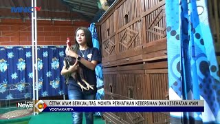 Wanita Cantik Asal Yogyakarta Budidaya Ayam Jago Petarung #LIP 03/11