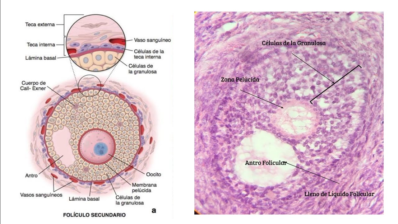 Desarrollo de los Folículos Ováricos en Histología YouTube Desarrollo de los Folículos Ováricos en Histología YouTube