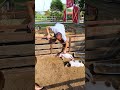 Funniest Farm Animals. Funny piggy  #shorts #short #shortvideo #shortsvideo #video