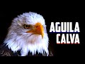 ÁGUILA CALVA o AMERICANA  | Características y Curiosidades | Mini Documental