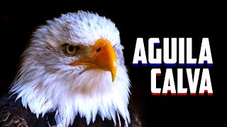ÁGUILA CALVA o AMERICANA | Características y Curiosidades | Mini Documental  - YouTube