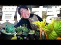 【購入品紹介】関東の園芸店と花友フェスタ楽しすぎて買いすぎた！！！[カトーエンゲー][多肉植物][塊根植物][アガベ]