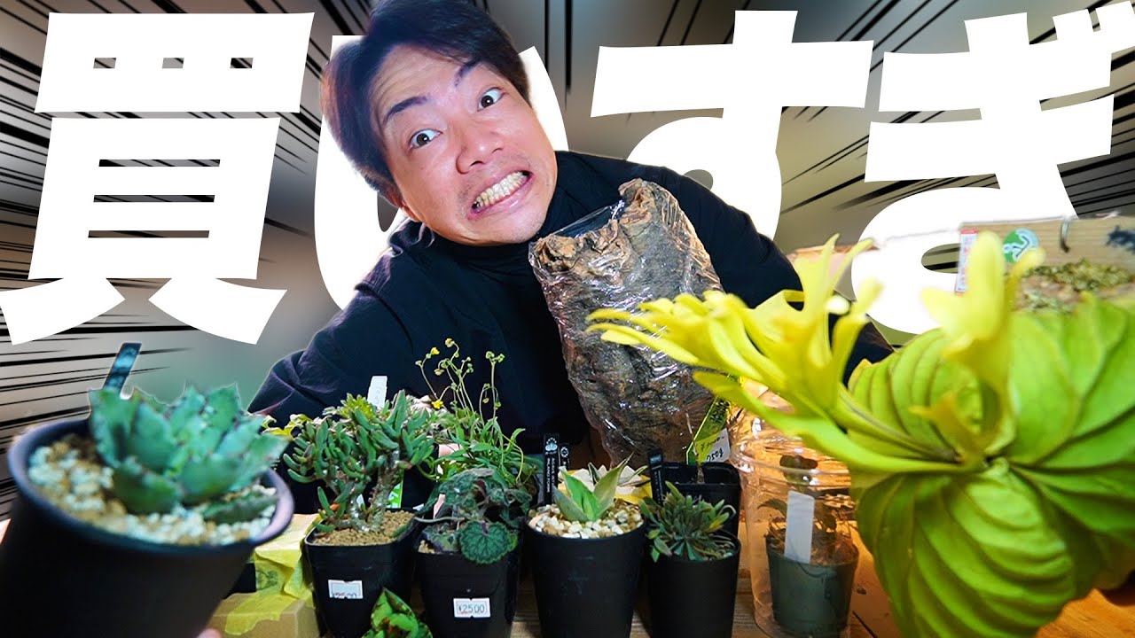 【購入品紹介】関東の園芸店と花友フェスタ楽しすぎて買いすぎた！！！[カトーエンゲー][多肉植物][塊根植物][アガベ]