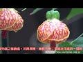 燈籠花(金鈴花、風鈴花)_southnews