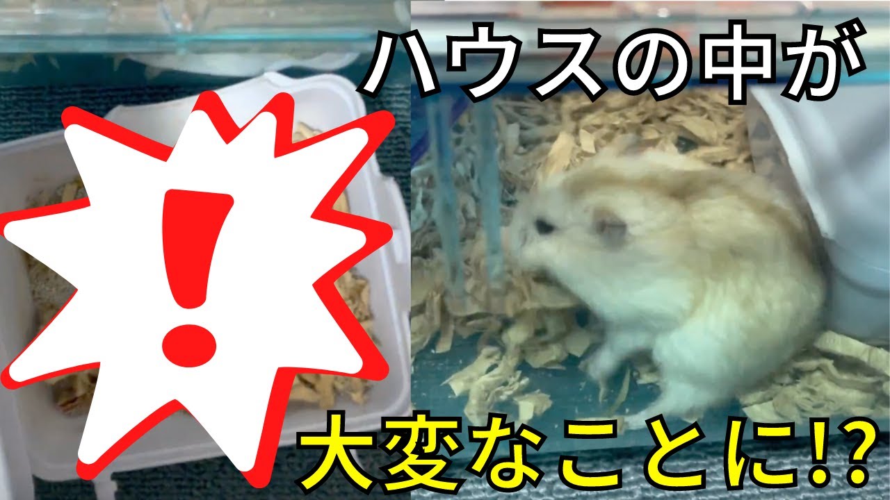 ジャンガリアンハムスターのゲージを掃除してしょう材を変えたら Youtube