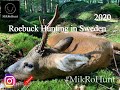 Roebuck Hunting in Sweden   I   Bockjakt 2020   I   Bukkejagt i Sverige 2020   I   MikRoHunt