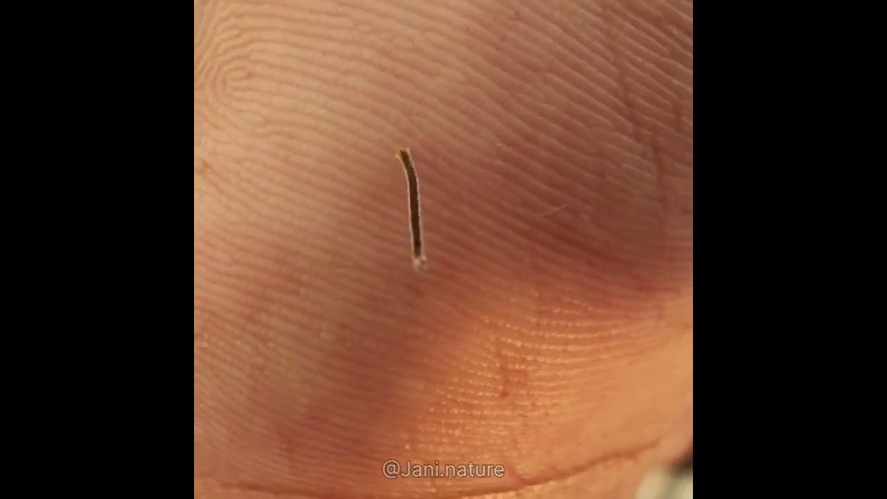 Looper no. 2 | Loopers are caterpillars of geometridae moth