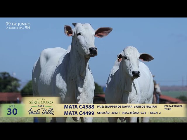 LOTE 30   MATA C4588 C4499