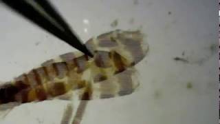 DIY Entomology (Lepidoptera), Ep. 5: Genitalia dissection, part 1 screenshot 5