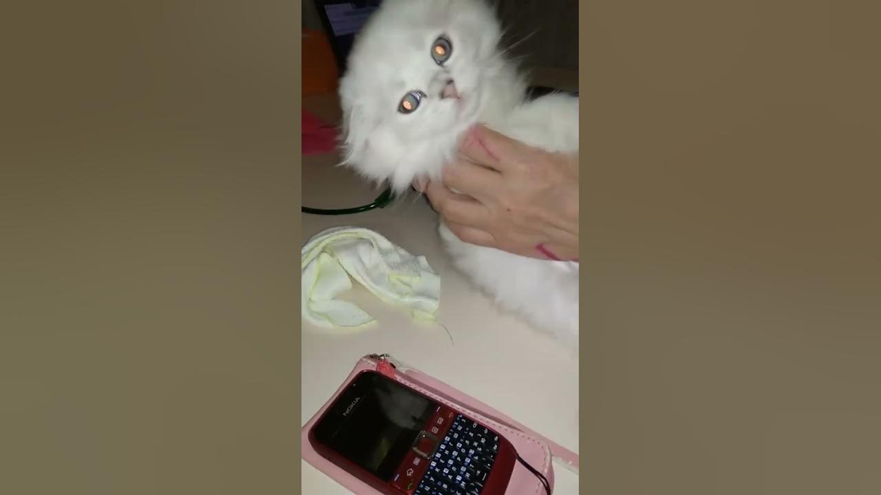 Хороший, добрый, милый кот Винни Пух - YouTube