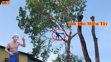 Quá hồi hộp ! Vua Khỉ cưa đôn đọt cây Xà Cừ có nhiều nhánh nhỏ và dài (phần cuối) Cutting nacre tree