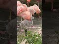 めっちゃご飯をせがむチリーフラミンゴの赤ちゃん #アドベンチャーワールド