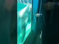 #northcarolina #zoo #beautiful #polarbear #bear #hot #cute #water #funny #funnyanimals