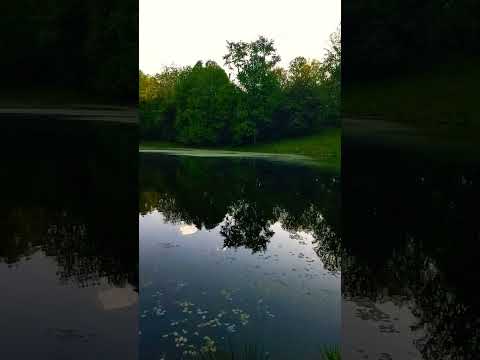 Sights and sounds of Spring!