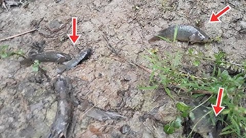 Mưa lớn rủ nhau đi lượm cá rô, cá lóc lên vườn, ruộng |  Catch perch, snakehead fish on the field