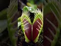 The Green Pulse: 05 | Deadly Beauty Venus Flytrap Growth & Snap Time-Lapse (4K)