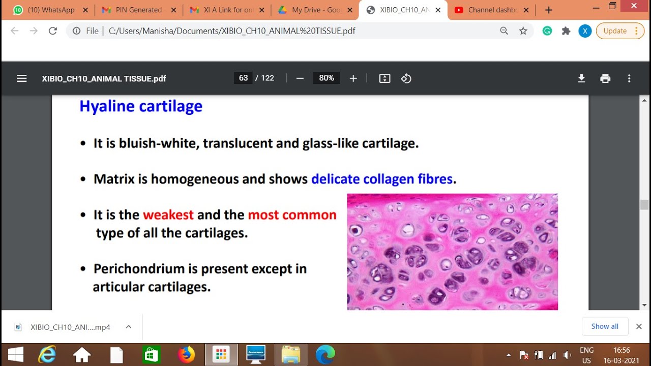 XIBIO CH10 ANIMAL TISSUE CONNECTIVE TISSUE