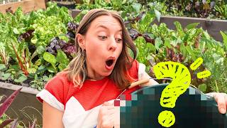 MON SECRET POUR DES BACS POTAGERS RÉUSSIS !