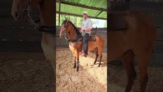 Como CEJAR un caballo (Caminar hacia atrás) reversa Como CEJAR un caballo (Caminar hacia atrás) reversa