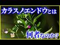 【ゆっくり解説】食べられる?毒はある?「カラスノエンドウ」とは何者なのか?を解説/雑草界の勝ち組!?なぜ春になると突然現れる?