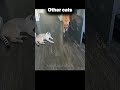 Sigma Cat Hits TROLL SKULL MODE 💀😼
