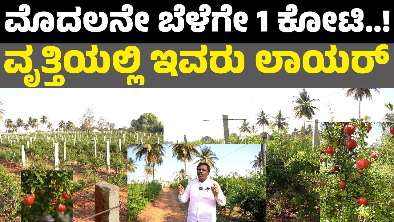 Fruits farming Kannada Agriculture pomegranate farmer I ಮೊದಲನೇ ಬೆಳೆಗೇ 1 ಕೋಟಿ I Farming in Karnataka
