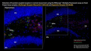 Detection of GPCRs in the nervous system using the RNAscope® ISH assay