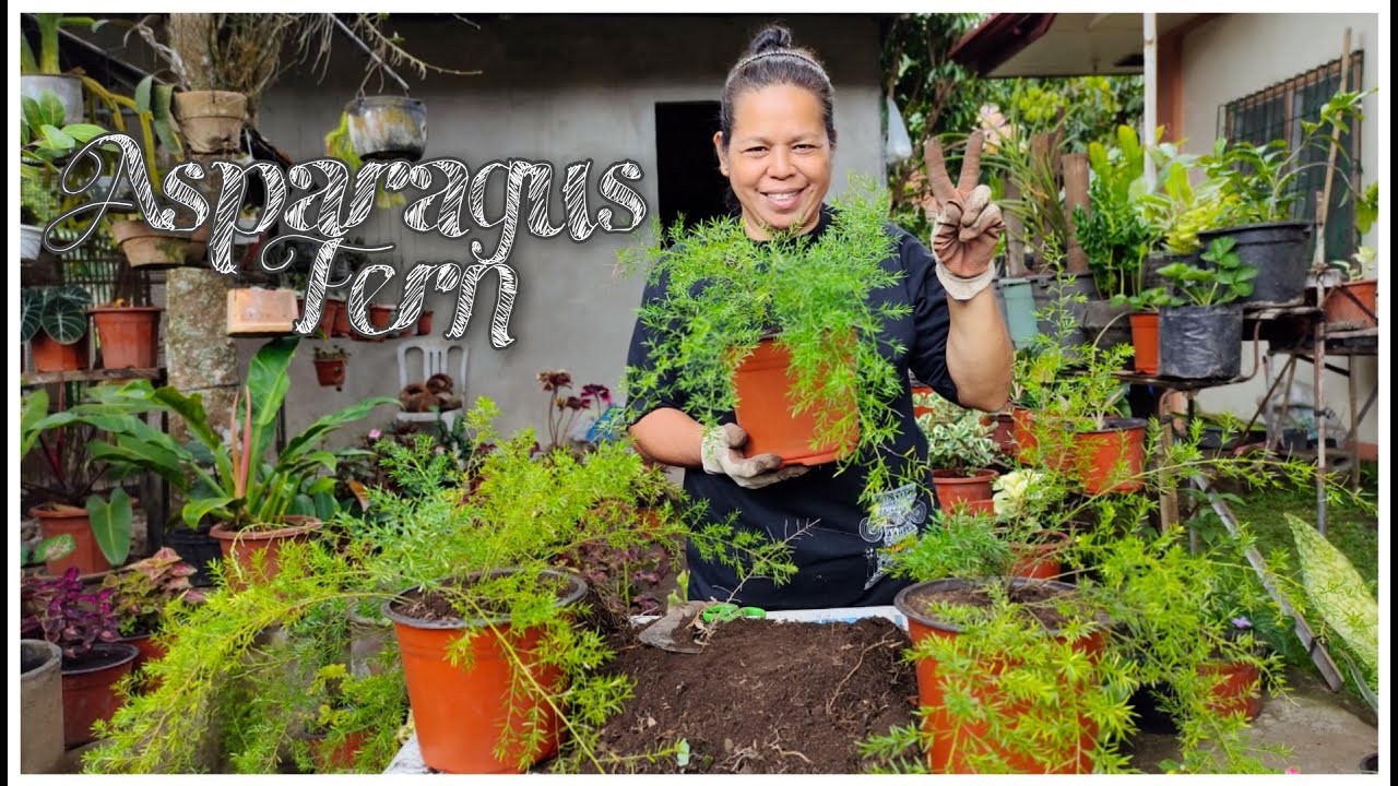 Easiest way of repotting ASPARAGUS FERN YouTube