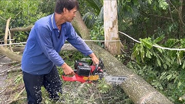 Cưa Cây Còng Gốc Siêu Khủng | Máy Cưa Pin Siêu Mạnh | Cưa Cây Từ Thiện