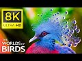 8K VIDEO WORLD OF BIRDS - 8K ULTRA HD VIEW