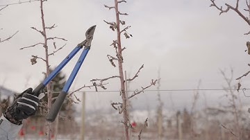 Apple Crop Load Management - English