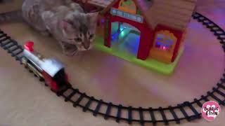 Christmas Bengal Cats by Bonnie & Isla Bengal Twins 890 views 1 year ago 1 minute, 47 seconds