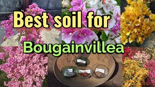 How to prepare Best Potting soil for Bougainvillea//বাগান বিলাস গাছের সেরা মাটি//Baganbilas