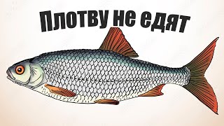 Почему плотву в Сибири не едят и не считают даже рыбой?