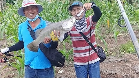 Hành Trình Săn Huro Lure Cá Chẽm | giang trần cà mau