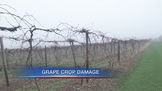 Harsh winter destroys many concord grape farms