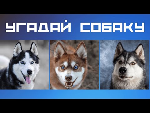 Видео: Викторина для проверки ваших знаний о большой породе собак