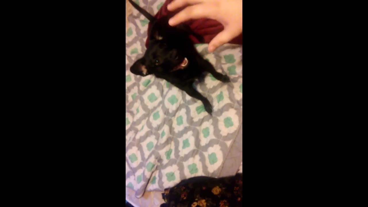 Tornado DOG!! YouTube