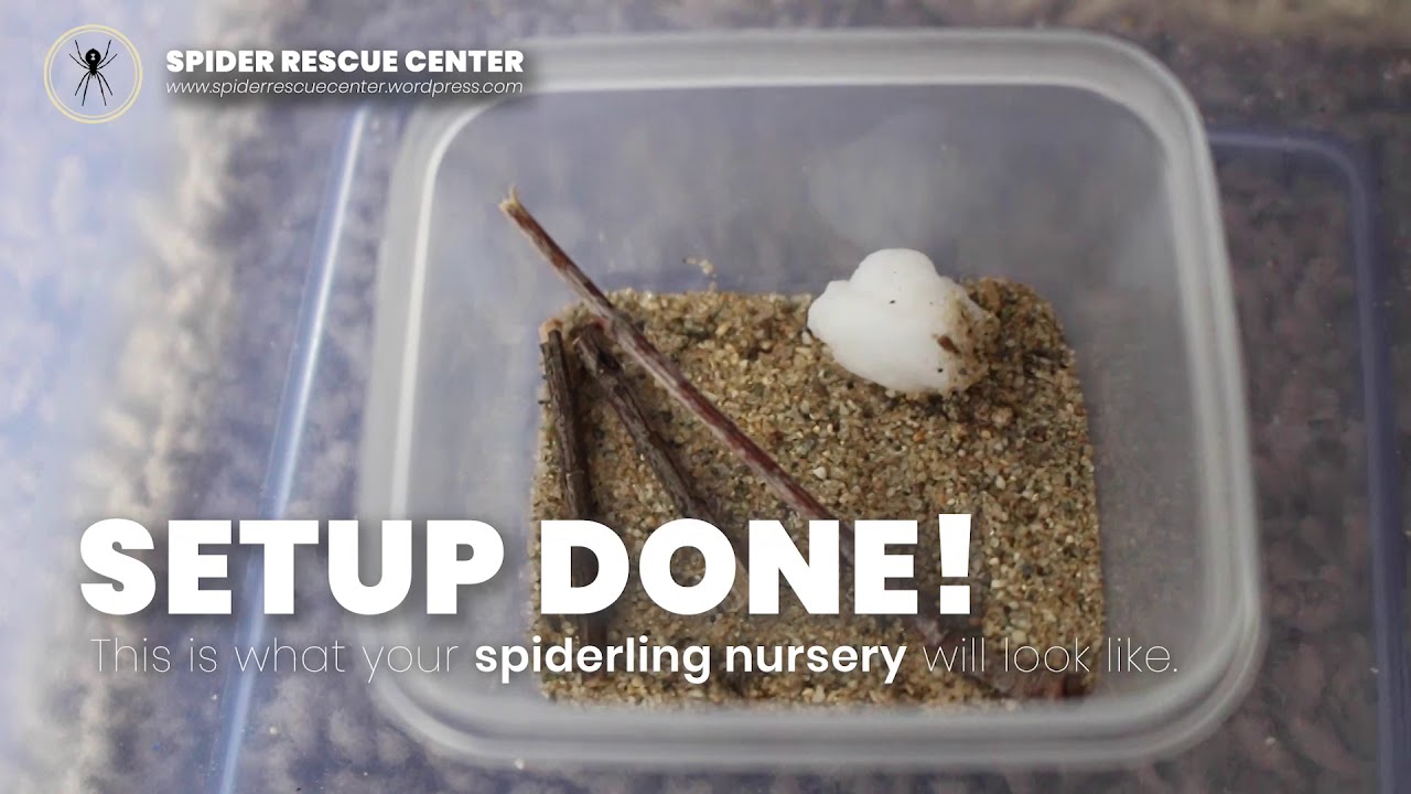 Black Widow Care 101: How to Set Up a Spiderling Nursery