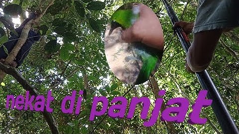 mikat cucak ijo di dalam hutan borneo,dapat ijo nopeng.