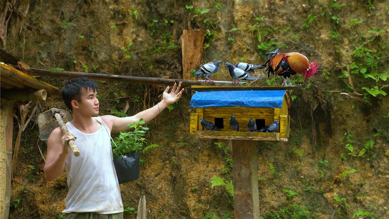 Жизнь вне сети — выращивание цветов и строительство уникальных голубиных гнезд | Thanh Duong