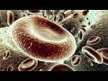 Red Blood Cells
