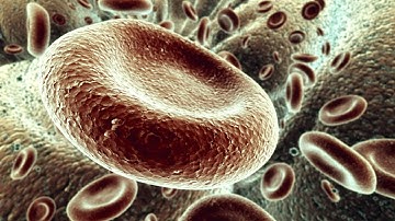Red Blood Cells